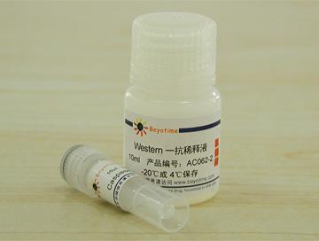 Caspase-9抗体(小鼠单抗)